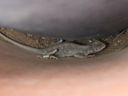 La Réunion au quotidien